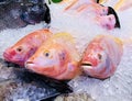 Bunch of fresh Red tilapia fish on ice. Close-up photo of Nile tilapia fish, Red Nile tilapia fish at the seafood market. Royalty Free Stock Photo