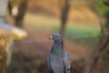 Front view pigeon ultra hd image