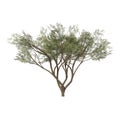 Front view of Plant Acacias 1 Tree png illustration vector