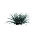 Front view of Plant Festuca Glauca blue fescue 1 Tree Illustration vector