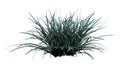 Front view of Plant Festuca Glauca blue fescue 1 Tree white background 3D Rendering Ilustracion 3D