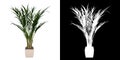 Front view of Plant Flowerpot with Areca Palm 1 Tree white background 3D Rendering Ilustracion 3D