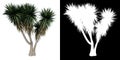 Front view of Plant (Giant yucca Yucca Guatemalensis 1) Tree png with alpha channel to cutout made with 3D render