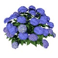 Front view of Plant  Hydrangea Macrophylla Let`s Dance Blue Jangles Hydrangea 1 Tree illustration vector Royalty Free Stock Photo