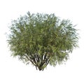 Front view of Plant Ivory Halo Dogwood Cornus Alba Ã¢â¬ËBailhalo 1 Tree white background 3D Rendering Ilustracion 3D