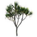 Front view of Plant Pandanus Pandan Pudak Tree white background 3D Rendering Ilustracion 3D Royalty Free Stock Photo