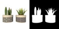 Front view of Plant Potted Vase with Indoor Plant 13 Tree png with alpha channel to cutout made with 3D render Royalty Free Stock Photo