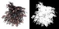 Front view of Plant Sambucus Black Lace Cutleaf Elderberry  Tree png with alpha channel to cutout made with 3D render Royalty Free Stock Photo