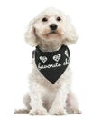 Front view of a Poodle wearing a bandana, sitting