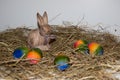 Front view on a porcelain easter bunny and colorful easter eggs on a hay with copy space Royalty Free Stock Photo