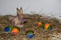 Front view on a porcelain easter bunny and colorful easter eggs on a hay with copy space Royalty Free Stock Photo