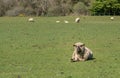 Annoyed or cross Shropshire sheep in meadow Royalty Free Stock Photo