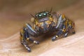 Front view portrait with extreme magnified details of colorful jumping spider with brown leaf background