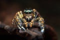 Front view portrait with extreme magnified details of colorful jumping spider with brown leaf background Royalty Free Stock Photo