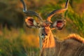 Greater kudu face Royalty Free Stock Photo