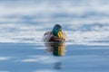 Front view portrait male mallard duck anas platyrhynchos swimm Royalty Free Stock Photo