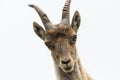 front view portrait young alpine ibex capricorn, white background