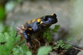 Front view portrait spotted fire salamander salamandra salamand Royalty Free Stock Photo