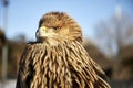 front view portrait Steppe Eagle Aquila nipalensis