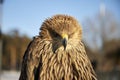 front view portrait Steppe Eagle Aquila nipalensis