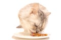 Front view portrait tricolor cat eating feed from bowl, isolated on white