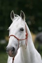 Front view portrait of young lipizzaner foal Royalty Free Stock Photo