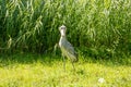 Front view of a proud Shoebill, also called Abu Markub, Latin Balaeniceps rex