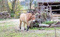 Front view of a Przewalski horse, also called Takhi, Asian wild horse or Mongolian wild horse