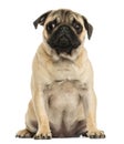 Front view of a Pug puppy sitting, 6 months old Royalty Free Stock Photo