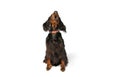 Front view of purebred dog, Scottish Gordon Setter sitting on floor and looking up isolated over white studio background Royalty Free Stock Photo