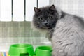 Front view of a rare Nebelung cat with yellow - green eyes is sitting next to the food bowl and looking into camera