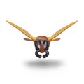 Front view on realistic flying hornet. Asian giant hornet on white background