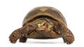 Front view of a Red-footed tortoise, Chelonoidis carbonaria