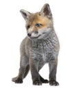 Front view of Red fox cub, 6 Weeks old, standing Royalty Free Stock Photo