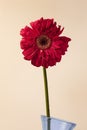Front view of a red gerbera flower close-up on a homogeneous background Royalty Free Stock Photo