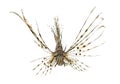 Front view of a red lionfish isolated on white Royalty Free Stock Photo