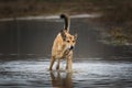 Front view at red mongrel dog standing standing in a puddle with a stick in his teeth Royalty Free Stock Photo