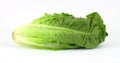 Front View Romaine Lettuce Royalty Free Stock Photo