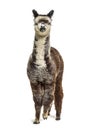 Front view of a Rose grey young alpaca - Lama pacos