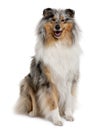Front view of Rough Collie, sitting Royalty Free Stock Photo