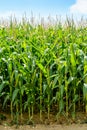 Front view of rows of ripening corn in a field under a pale blue sky