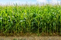 Front view of rows of ripening corn in a field under a pale blue sky