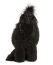 Front view of Royal Poodle, sitting Royalty Free Stock Photo