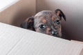 Sad mongrel puppy foundling in a cardboard box