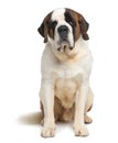 Front view of Saint Bernard, sitting Royalty Free Stock Photo