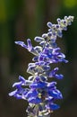 Front view of a Salvia bloom in sunlight Royalty Free Stock Photo