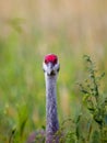 Front view of Sandhill Crane