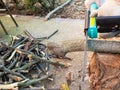 Front view of sawing tree branch with chain saw