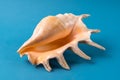 Big sea shell isolated on blue background