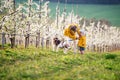 Front view of senior grandmother with granddaughter walking in orchard in spring. Royalty Free Stock Photo